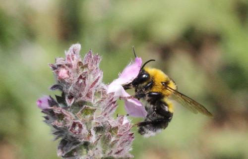 Réf. 296 031 : Bombus argillaceus